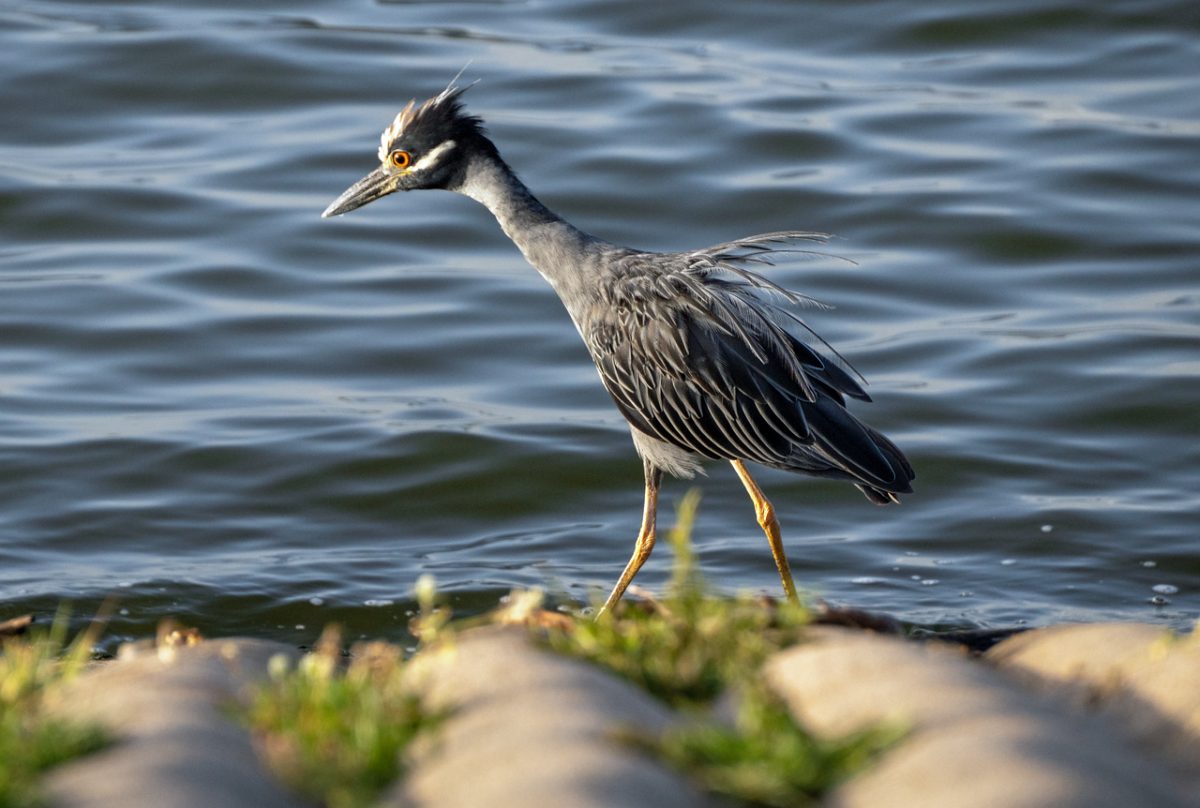 yellow-crowned night heron, bird, wildlife, nature, water, shorebird, avian, ornithology, animal, bay, natural habitat, bird watching, gray color, bird feeding, curiosity, green grass, rippled surface, calm, nature observation, afternoon