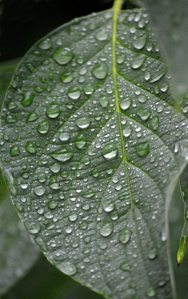 leaf, water, droplets, nature, green, summer, rain, close-up, leaf veins, fresh, wet, nature wallpaper, ornament, beauty, calm, relaxation, simplicity, refreshing, capillary action