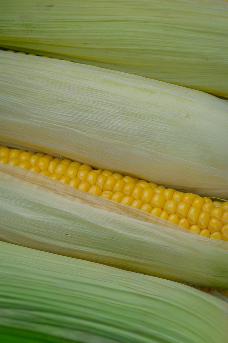 corn, ripe, vegetable, harvest experience, yellow, healthy diet, organic, close-up, traditional dish, field crop, natural, agriculture, nutrition, grain, crop, staple food, fruit, cabbage, dietary fiber, vitamin