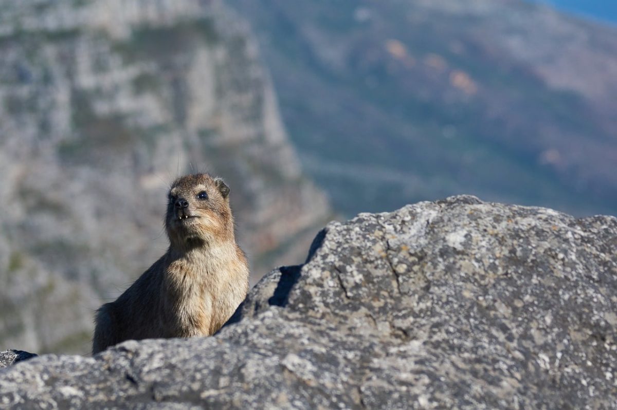 rock hyrax, animal, fauna, rocks, nature