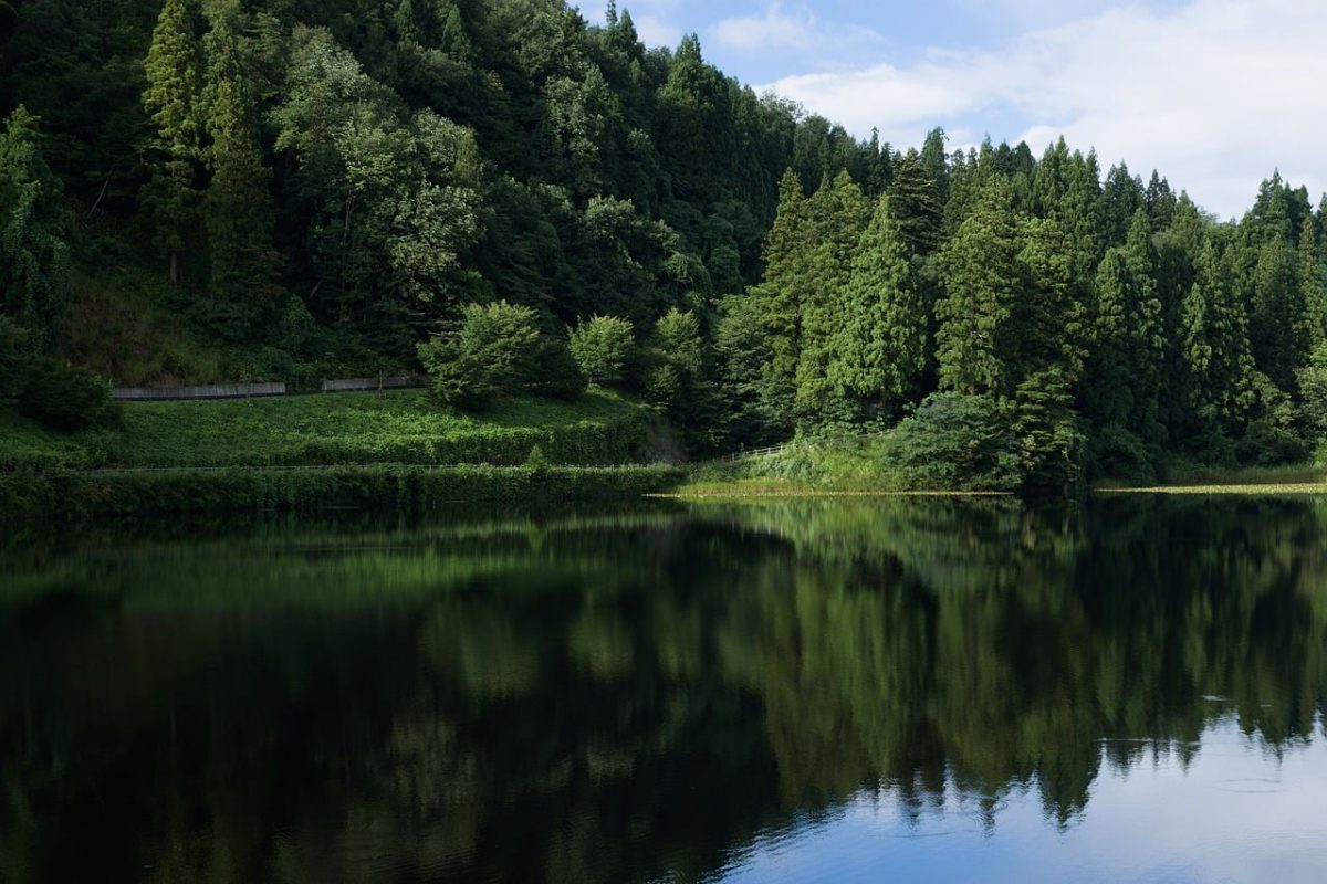 lake, forest, trees, nature, landscape, summer, reflection, calm, japan, tohoku, yamagata, outdoors, tranquil, wooded, conservation, relaxation, travel, far east, serene lake