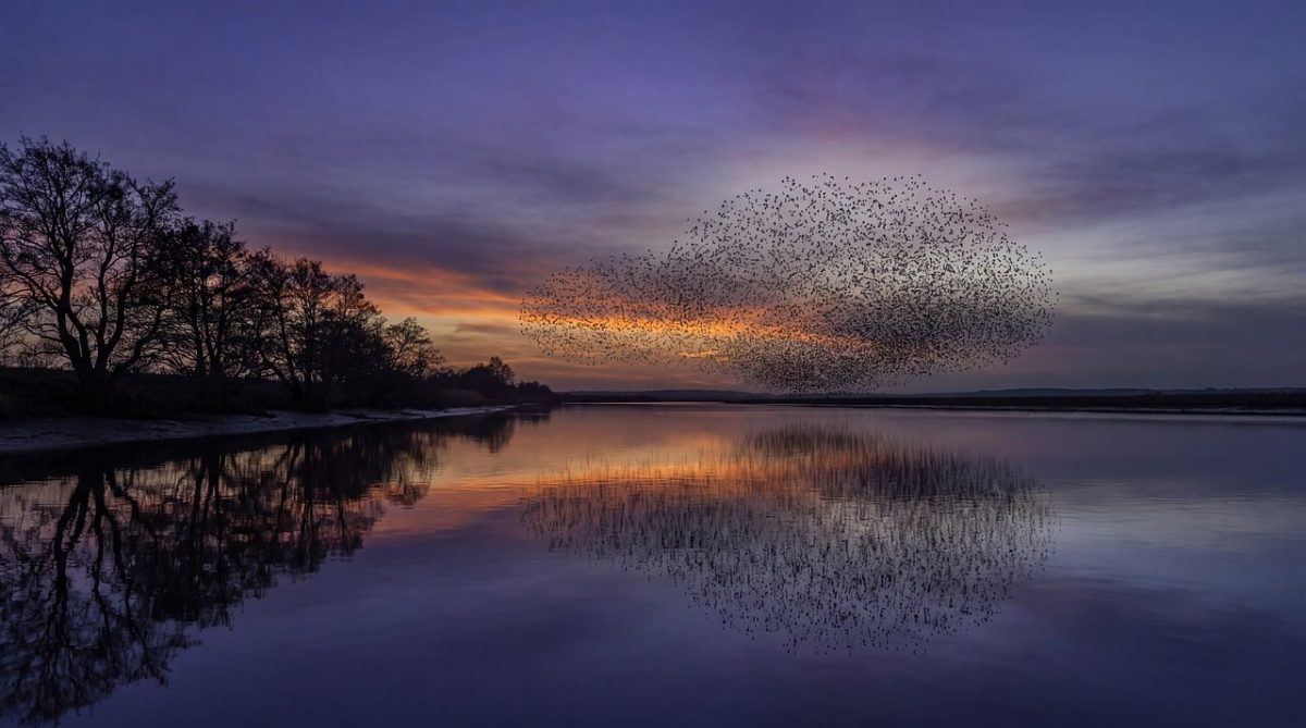 birds, sunset, lake, shadows, trees, reflection, water, sky, flock, evening, nature beauty, tranquility, dusk, landscape, calm, migration, nature, calm water, lake reflection, natural phenomenon, silence