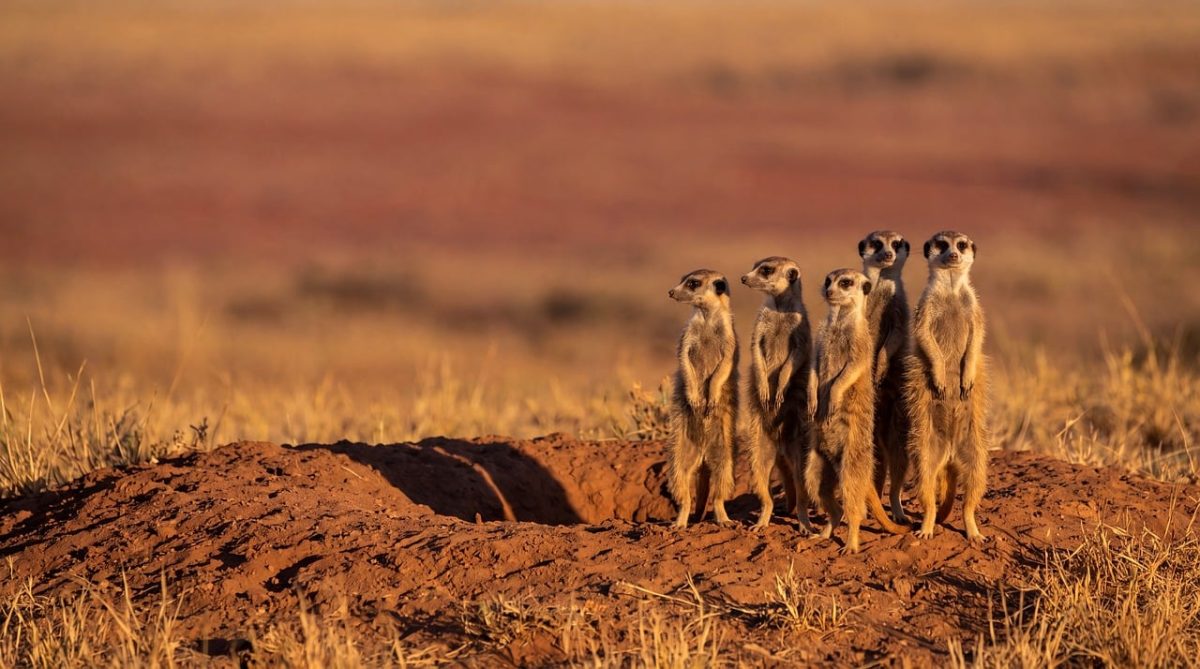 meerkats, savanna, standing, nature, biotope, animals, red earth, stone, day, desert, extreme weather, wildlife, sunny, observing, five, colony, hot, safety, desert landscape