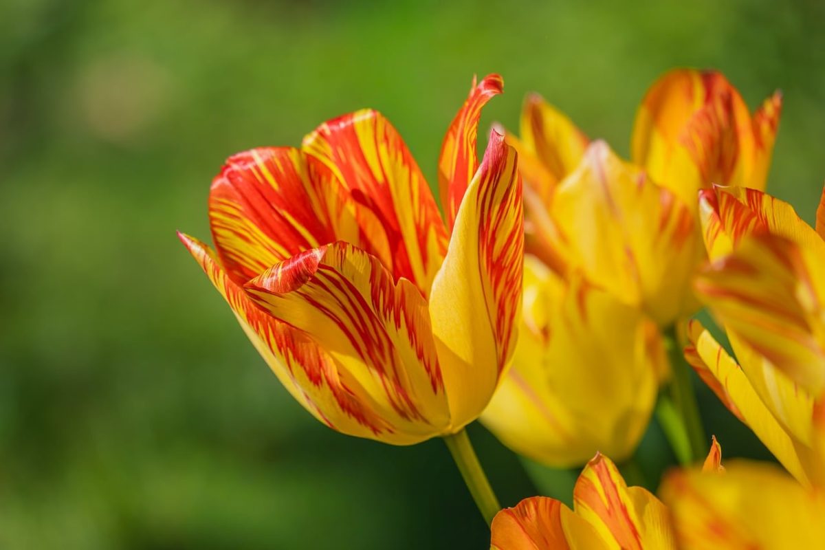 tulip, yellow, red, flower wallpaper, striped, flower, spring, garden, blooming, nature, macro, detail, bright, botanical, floral, beautiful flowers, beauty, illuminated, flower background, meadow, in bloom, vibrant