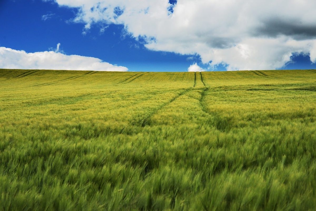 grain, agriculture, field, nature, summer, cornfield, green grass, sky, clouds, farm, natural scenery, rural, agricultural landscape, harvest, landscape, grain stripe, fresh, clear sky, pastures, kernel