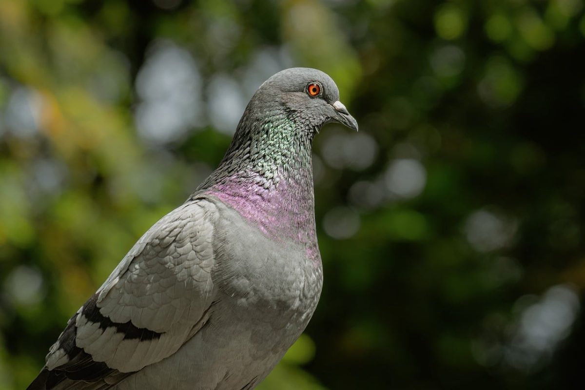 pigeon, bird, wild, urban bird, feathers, close-up, nature, gray, green background, eyes, red color, birdwatching, winter, ecology, environment, wildlife, portrait, profile view, focus on nature