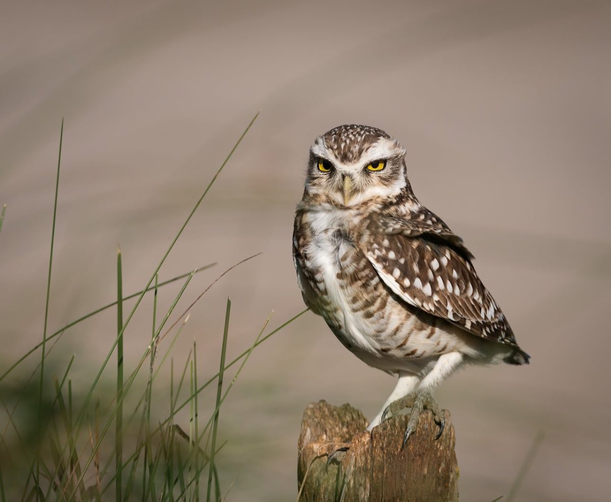 owl, nature, bird of prey, feathers, eyes, predator, fauna, wildlife, marsh grass, calm, natural habitat, animal, ornithology, light, standing, wooden post, day, hunting, camouflage, solitude