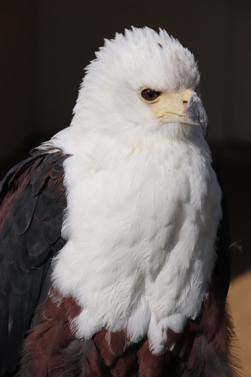 eagle, bird of prey, bald eagle, white feathers, sharp talons, bird, nature, predator, animal, plumage, beautiful wallpaper, detail, background, head, white, sharp eyes, falconry, face, light and shadow, dramatic, feather details