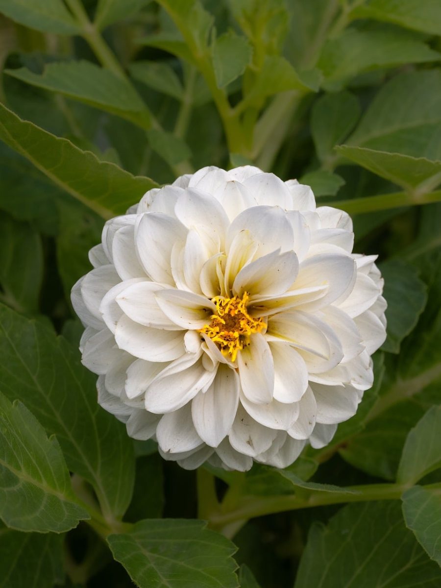 white flower, dahlia, garden, nature, macro photography, yellow center, summer, petals, flora, botany, flowering plant, hd wallpaper, structural design, geometry, blooming, decorative flower, flower background, phone wallpaper, flower details, flower arrangement