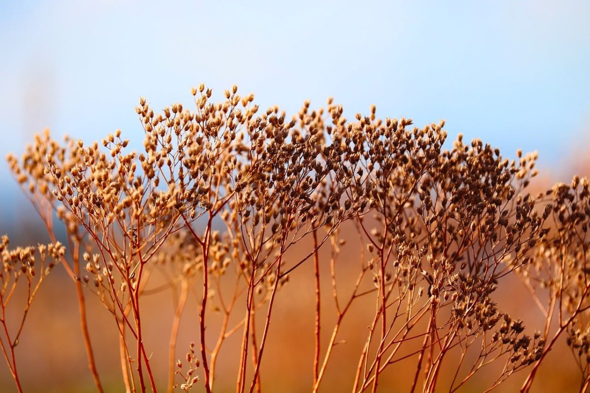 dry, natural, twigs, autumn, aerial, nature, close-up, stems, blue sky, hot, drought, summer, colors of nature, growth, field, relaxation, sunset, reflections, aesthetics, delicate, beauty