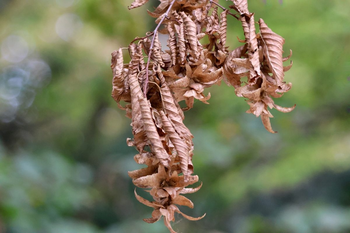 dry leaves, autumn, nature, branch, green background, detail, ecology, climate change, drought, dry weather, natural phenomena, environment, withered foliage, flora, breeze, summer season, agriculture, focus, blur, decay