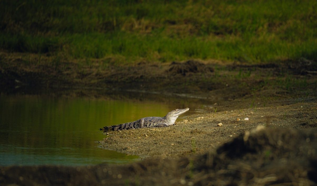 crocodile, lake, nature, wild, animal, water, sun, habitat, green grass, safari, reptile, calm, ecosystem, peaceful setting, natural setting, exotic, spontaneous, natural beauty, reflection, animal behavior, sunlight