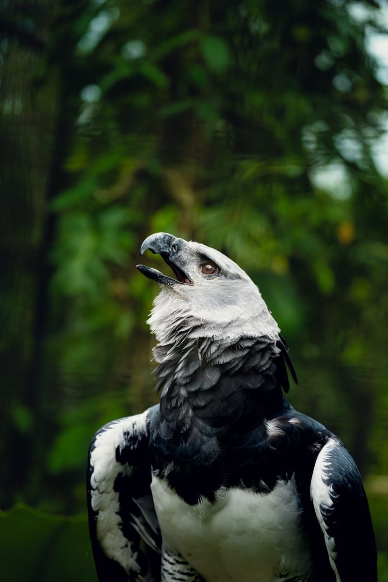 harpy eagle, bird, portrait, wild, nape, feather, carnivore, raptor, jungle, rainforest, nature, conservation, broad-winged, upward gaze, falconry, talon, wing, beak, dramatic