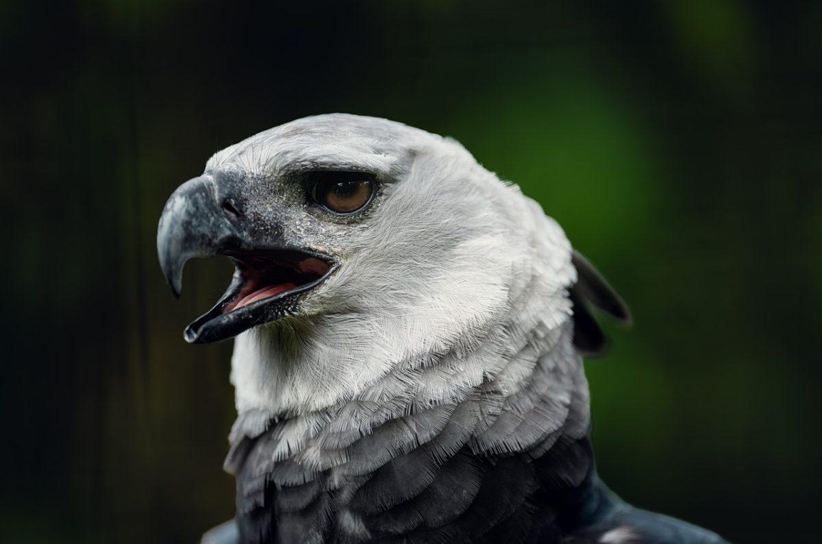 eagle, bird of prey, sharp beak, open beak, eagle head, eagle details, predatory appearance, wild nature, bird portrait, green background, wild eagle, nature, bird, beak, beak open, wilderness, detail, front view, close-up eagle