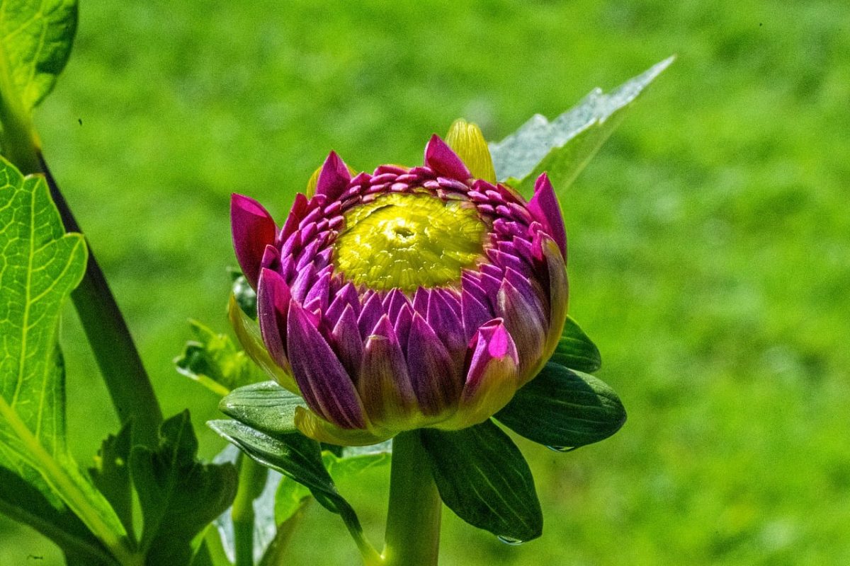 dahlia, nature, macro, petals, flower, garden, close-up, green, summer, purple, background, bud, beautiful, botany, hd wallpaper, flora, beauty, bloom, summer flower, wallpaper, creative