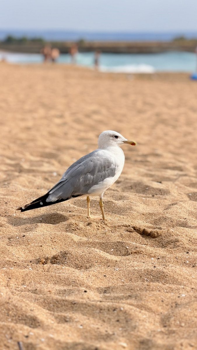 seagull, beach, sand, bird, water, nature, animal, summer, sea, sunny, avian, escape, wild, sunlight, walking, hot, wing, marine, common, lonely, bird beach
