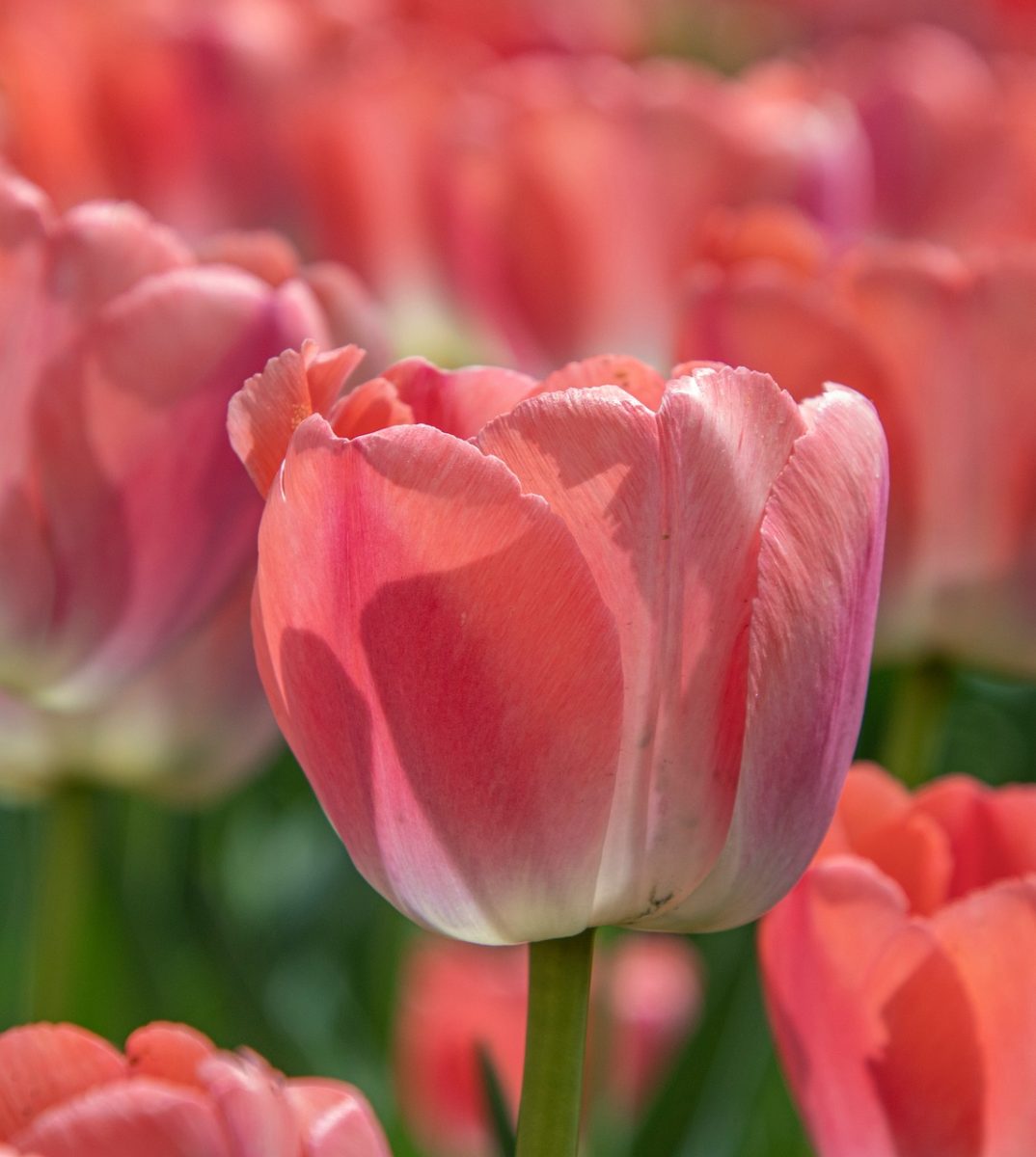 tulip, pink, spring, flower background, flower wallpaper, garden, blooming, colorful, nature, flora, beautiful flowers, petals, landscape, agriculture, green, natural, gardening, flower, decorative, blossom, botany, beauty, crop