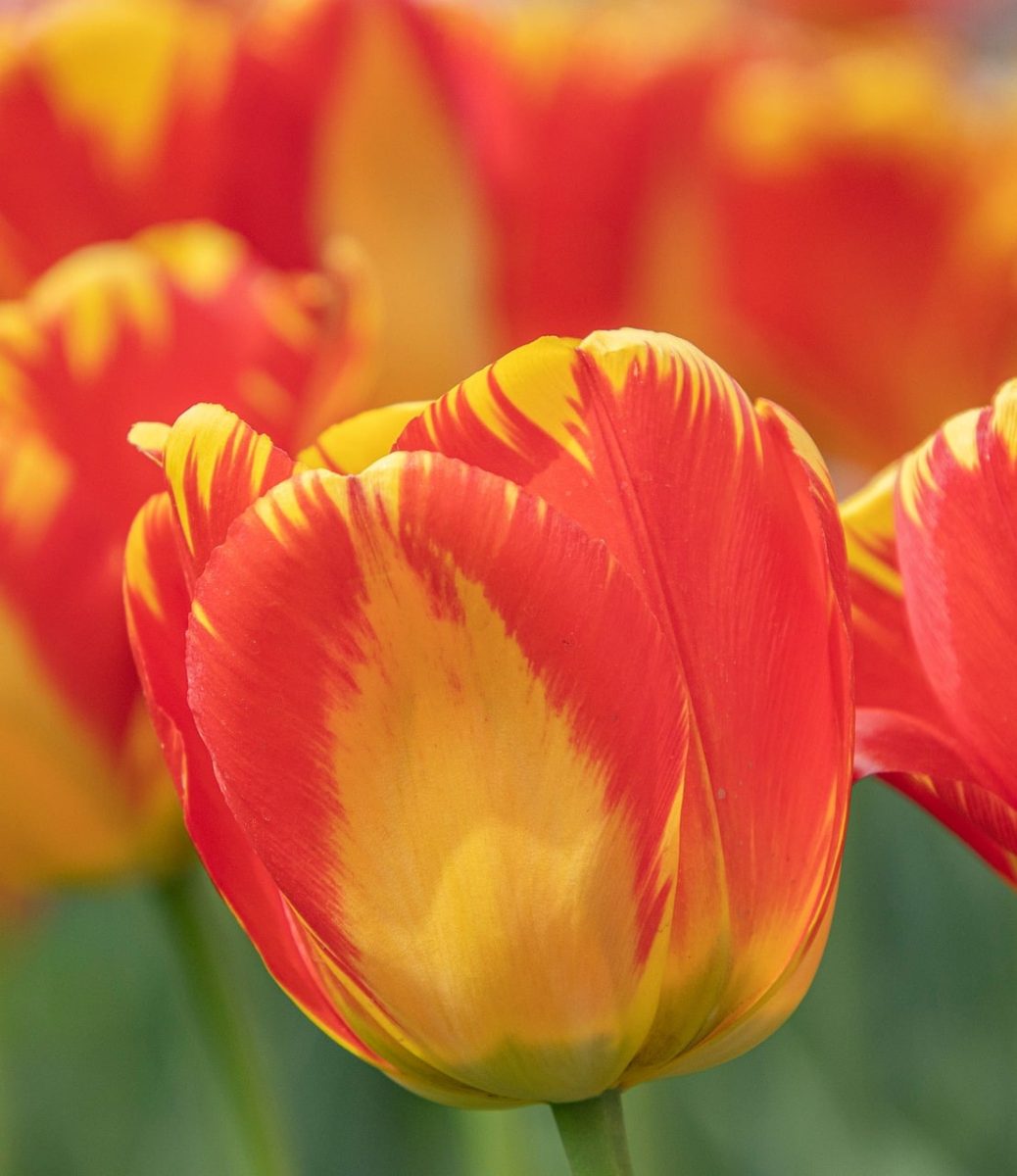 tulip, flower, garden, petals, spring, bloom, red, yellow, botany, floriculture, horticulture, nature, outdoor, beauty, natural, ornamental, bright colors, cozy