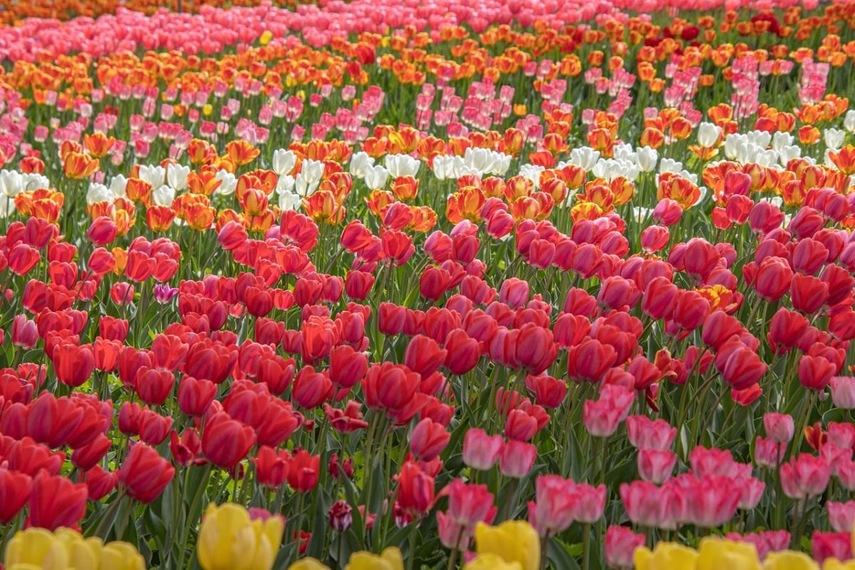 tulips, flowers, spring, garden, colorful, planting, landscape, botany, flower background, petals, field, countryside, blooming, roots, agriculture, red, flower wallpaper, pink, nature, beautiful flowers, horticulture, row, density