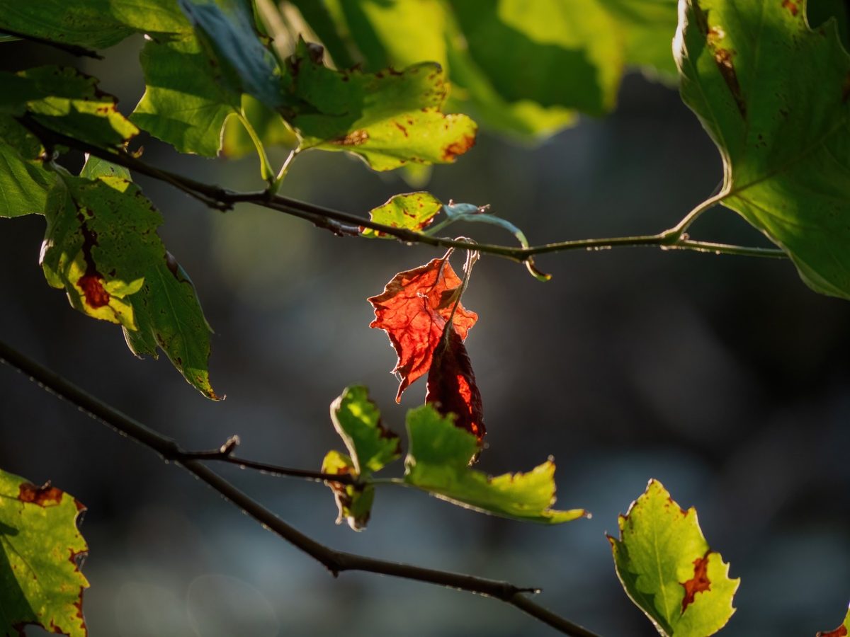 leaf, nature, autumn, plant, light, flora, red, autumn landscape, contrast, autumn colors, deciduous tree, branches, natural texture, dark background, decay, theme, landscape photography, botany, calm