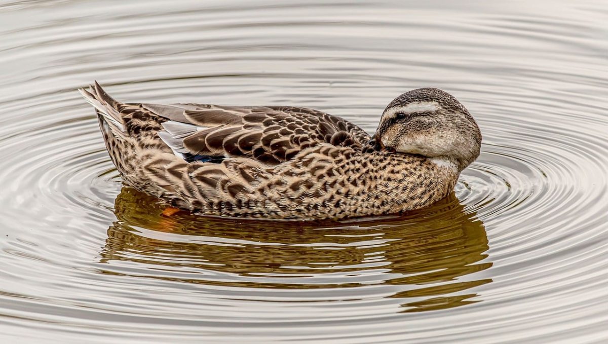 duck, female duck, waterfowl, wildlife, nature, water, hd wallpaper, pond, lake, swimming, ripples, feathers, reflection, brown, peaceful, serene, plumage, animal, background, wallpaper