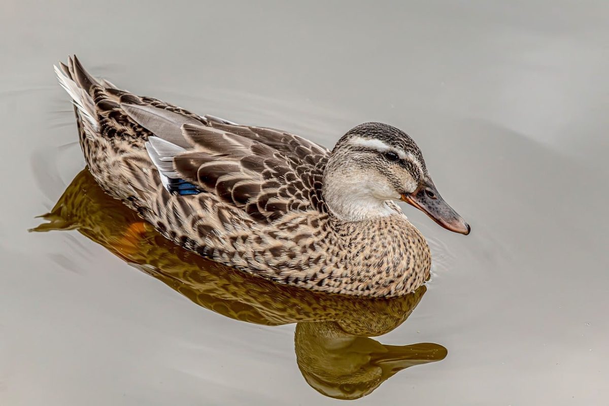 duck, hd wallpaper, waterfowl, nature, female, wildlife, pond, lake, swimming, reflection, calm, feathers, plumage, brown, animal, beak, profile, wallpaper, background, bill