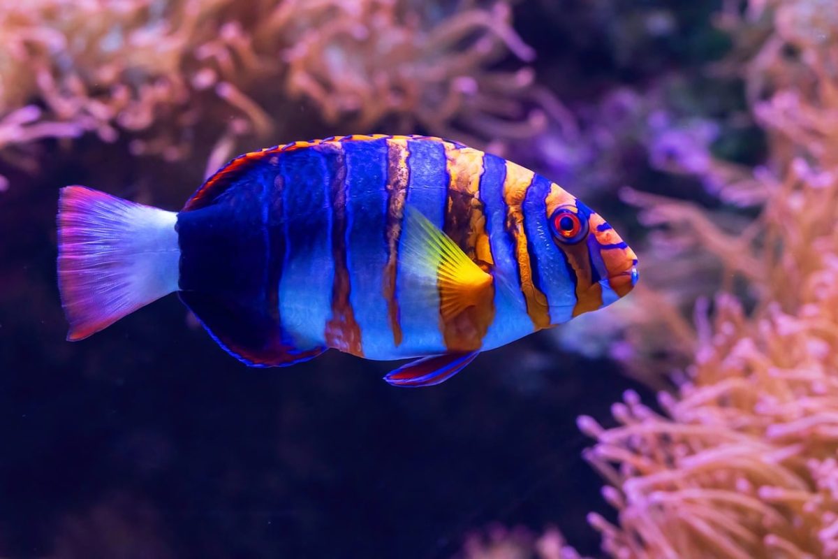 harlequin tuskfish, aquarium, underwater, colorful, sea, coral reef, tropical, diving, exotic, fish, cairns aquarium, aquatic, foreign, flora and fauna, marine life, swimming, reef, invertebrates, living, marine aquaculture