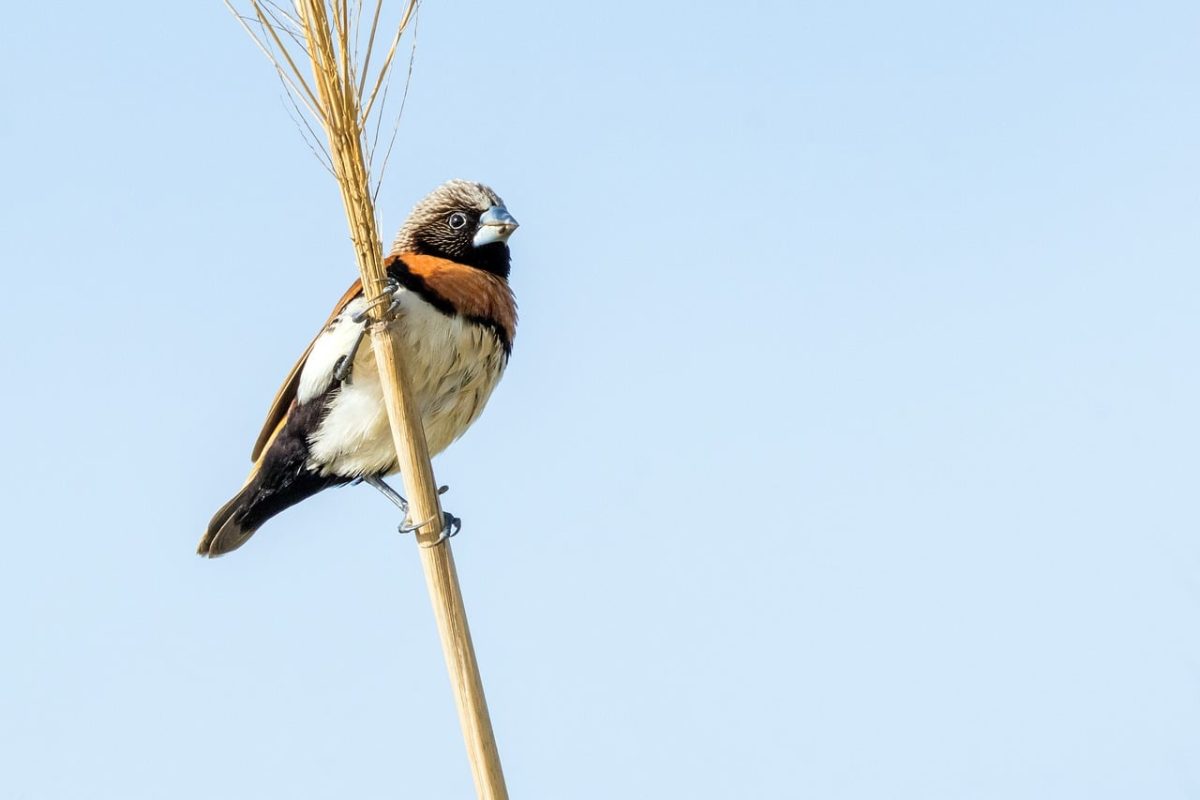 bird, chestnut-breasted mannikin, nature, wildlife, ornithology, birdwatching, perched, animal, feeding, ecosystem, habitat, wild, birdwatcher, feather, beak, flight, landscape, bird song, photography, day