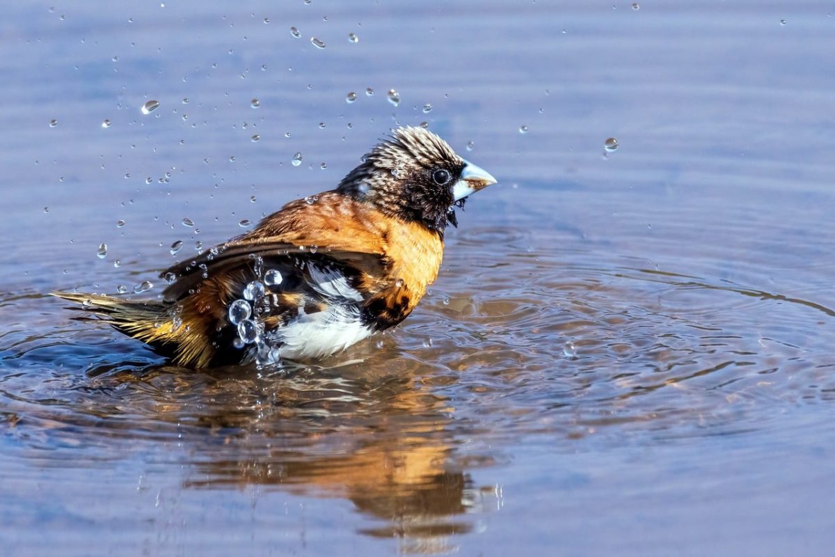bird, water bird, nature, ornithology, birdwatching, nesting, bathing, water interaction, chestnut breasted, wildlife, colorful bird, dynamic photo, wet feathers, outdoor scene, bird breeding, natural beauty, action, natural environment, young nature, close-up