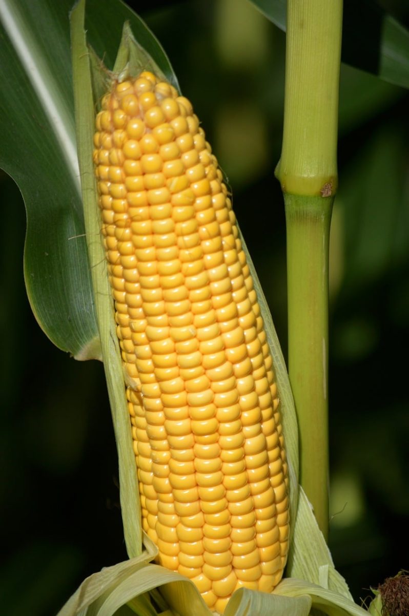 corn, harvest, close-up, agriculture, yellow, plant, crop, food, spices, white, fresh, natural, leaf, texture, vegetarian, growing, cornfield, corn plant, vitamins, fiber