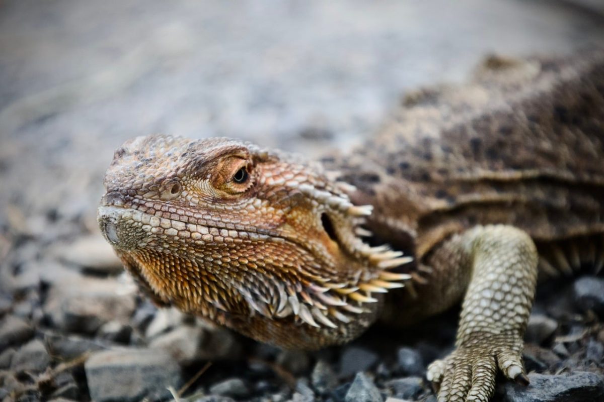 bearded dragon, reptile, animal, scales, nature, detail, desert, close-up, summer, outdoor, portrait, pet, texture, animal portrait, intimidating appearance, pattern, environment, creature, yellow