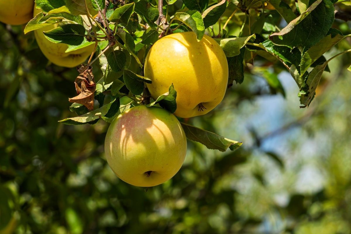 apple tree, apple, fruit, fresh, healthy, ripe, delicious, garden, nature, harvest, leaf, green, yellow, tree, bee, afternoon, sunshine, summer, orchard