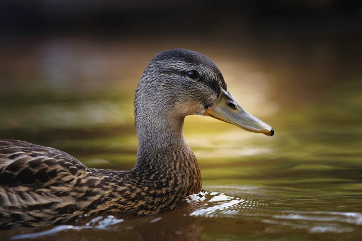 mallard, waterfowl, pond, beak, feathers, wild, water surface, nature, animal, eye, head, beautiful, stunning, looking, unique, observation, aquatic environment, floating, male