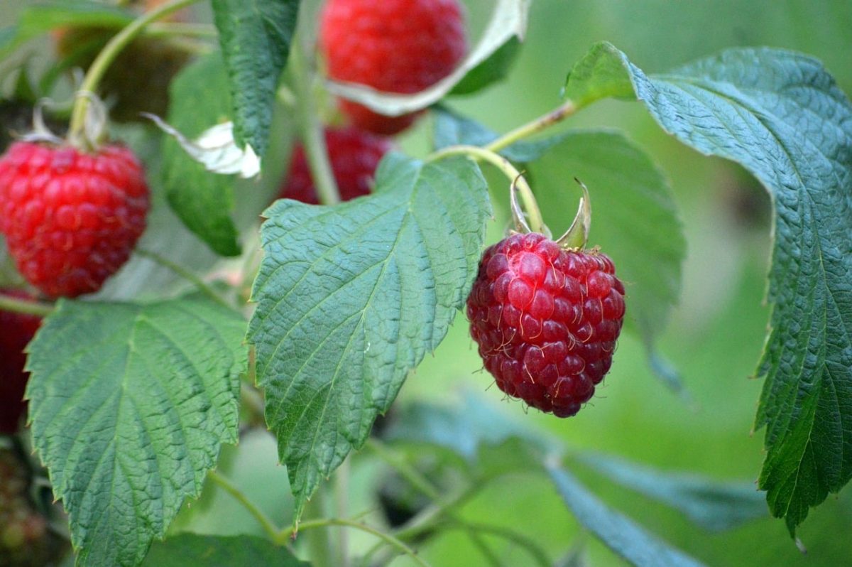 raspberries, ripe, nature, healthy, red fruit, leaves, delicious, red, berry bush, fresh, garden plant, summer fruit, vitamins, agriculture, organic, nutrition, sweet, produce, home garden, harvest