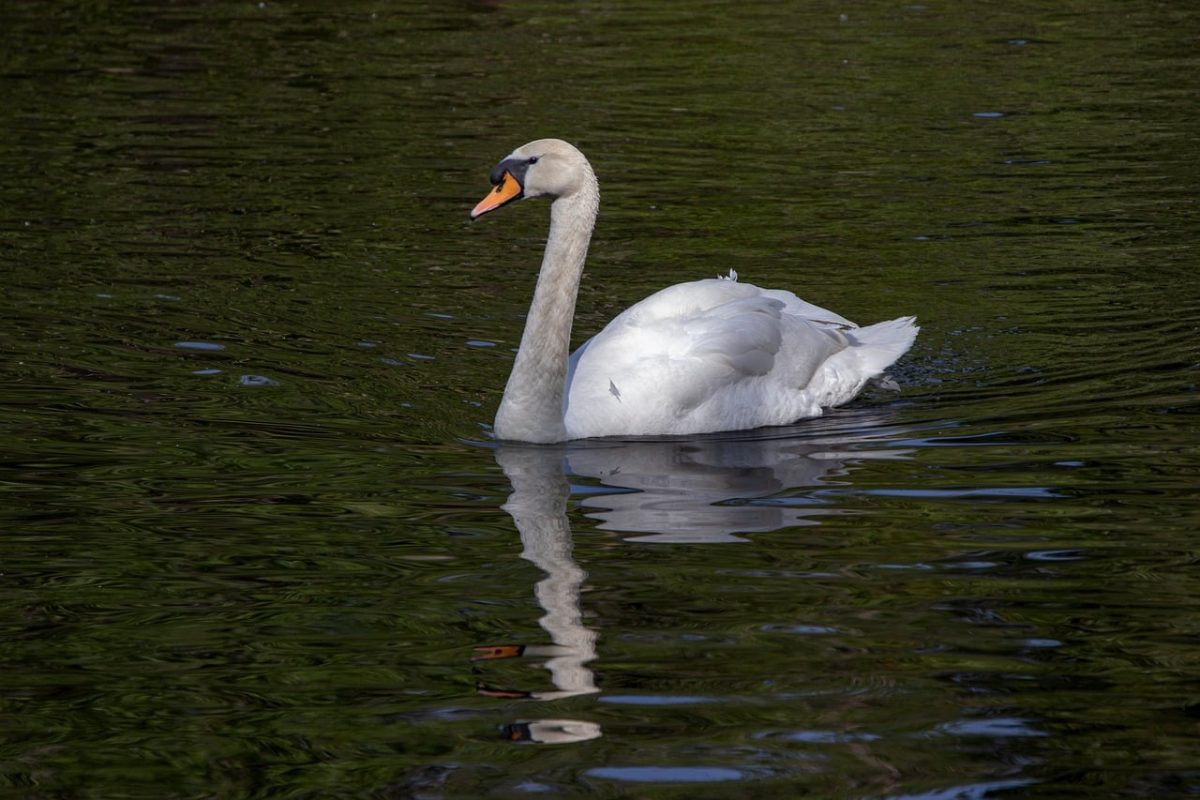 white swan, swan, bird, animal, water, plumage, wings, feathers, waterfowl, ornithology, swim, beak, fauna, avian, reflection, lake, beauty, serenity, peaceful, nature, calm water