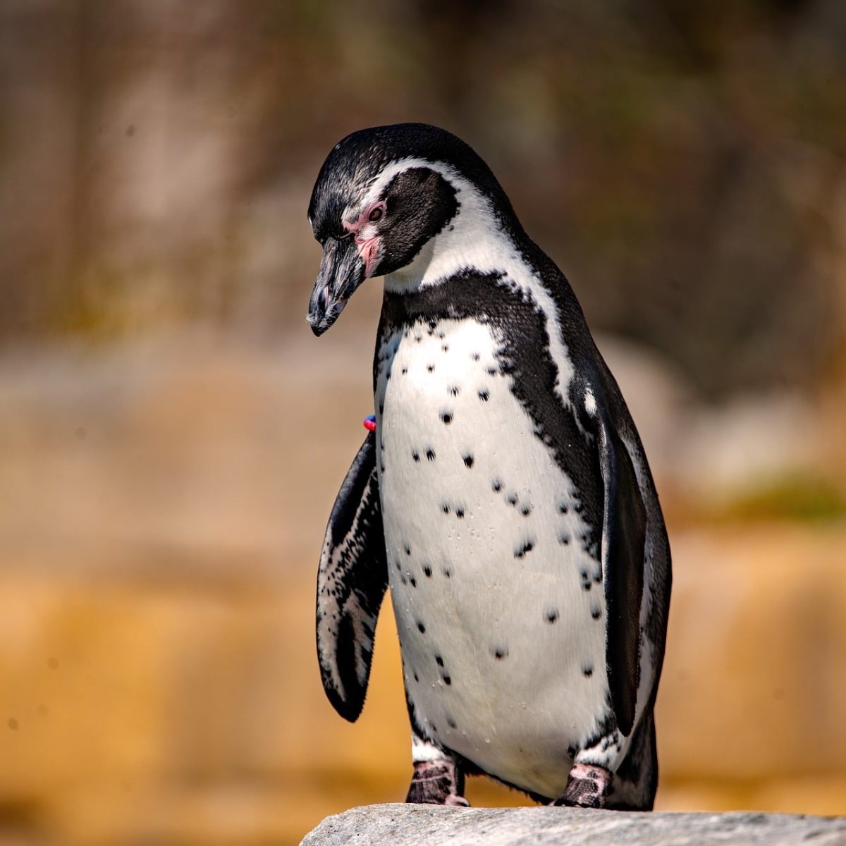penguin, animal, nature, bird, black and white, standing, nature photography, wildlife, african penguin, stones, zoo, detail, sunlight, outdoor, plan, color, moment, beautiful