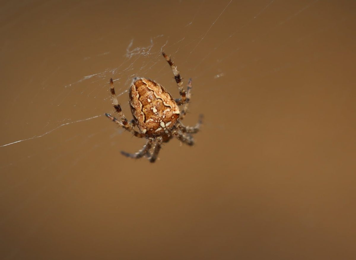 spider, animal, insect, arachnid, spiderweb, nature, fauna, macro, insectoid, garden, beauty, decoration, autumn, natural pattern, hunting, threat, unexpected, close-up, spider species