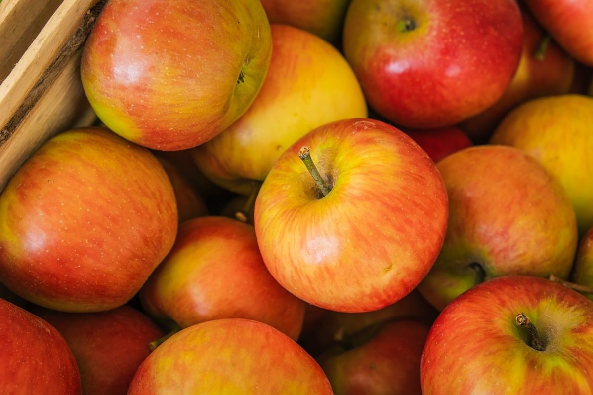 apple, red apple, fruit, fresh, healthy, vitamin c, organic, natural, agriculture, autumn, cultivation, harvest, organic food, vitamins, nutrition, apple tree, farmer, crop, market, farm