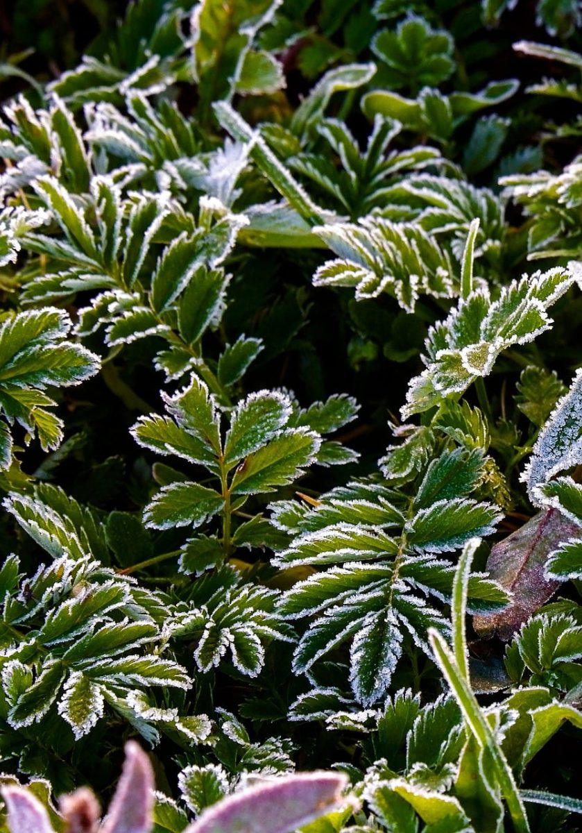 frost, leaves, winter, nature, autumn, morning, fresh, green, plants, outdoors, landscape, foliage, white, cold, detail, frost on leaves, morning frost, natural beauty, focus