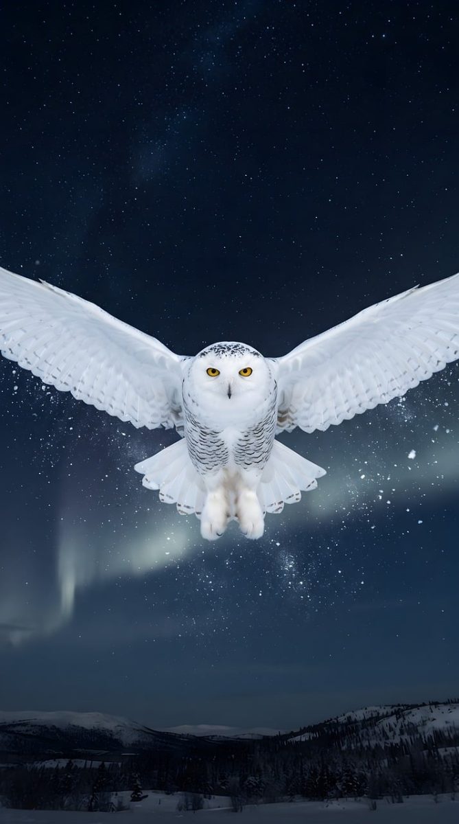 snowy owl, bird in flight, aurora borealis, night sky, winter landscape, northern lights, wildlife, nature, majestic, wings spread, arctic, starry sky, white bird, nocturnal, owl, predator, hunting, cold, stars