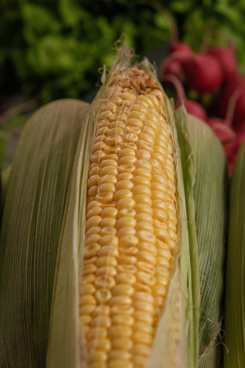 corn, ear, vegetable, agriculture, fresh, leaf, yellow, gardening, radishes, organic, green, harvest, natural, agricultural product, grain, crop, traditional, foliage, details, red