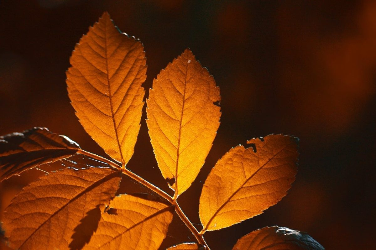 autumn, leaves, bokeh, bright, orange, leaf veins, detail, autumn mood, nature, autumn colors, background, contrast, beauty, decoration, nature wallpaper, branch, sunlight, texture, warmth, art