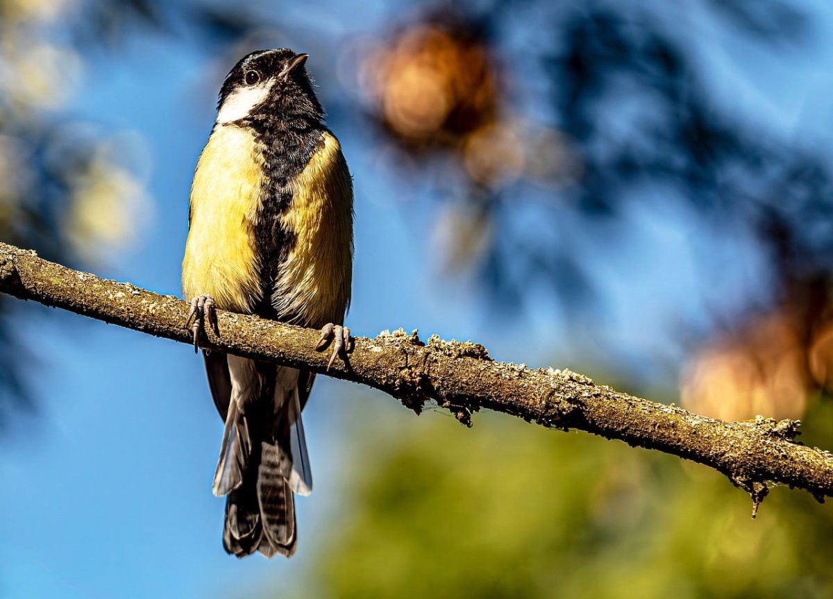 great tit, nature, windows wallpaper, bird, free background, yellow, wallpaper 4k, beautiful wallpaper, full hd wallpaper, branch, cool backgrounds, blue sky, 4k wallpaper 1920x1080, forest, sunny, outdoor, feathers, songbird, wildlife, 4k wallpaper, bokeh, background, tree, free wallpaper, wallpaper hd, mac wallpaper, desktop backgrounds, perch, laptop wallpaper, parus major, hd wallpaper, avian