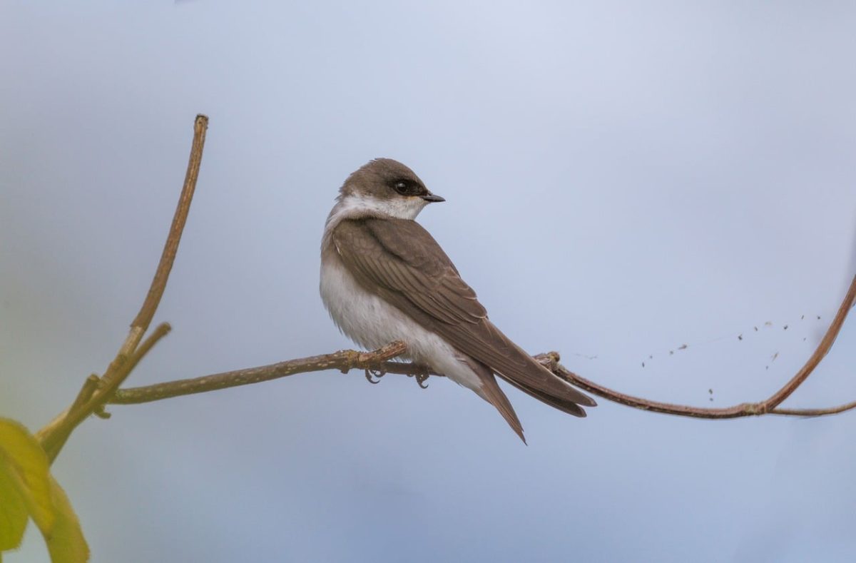 bird, swallow, nature, wildlife, bird photography, animal, outdoor photography, nature photography, birdwatching, feathers, close-up, branch, bird lover, bird in flight, wild bird, gray color, bird portrait, avian, engagement