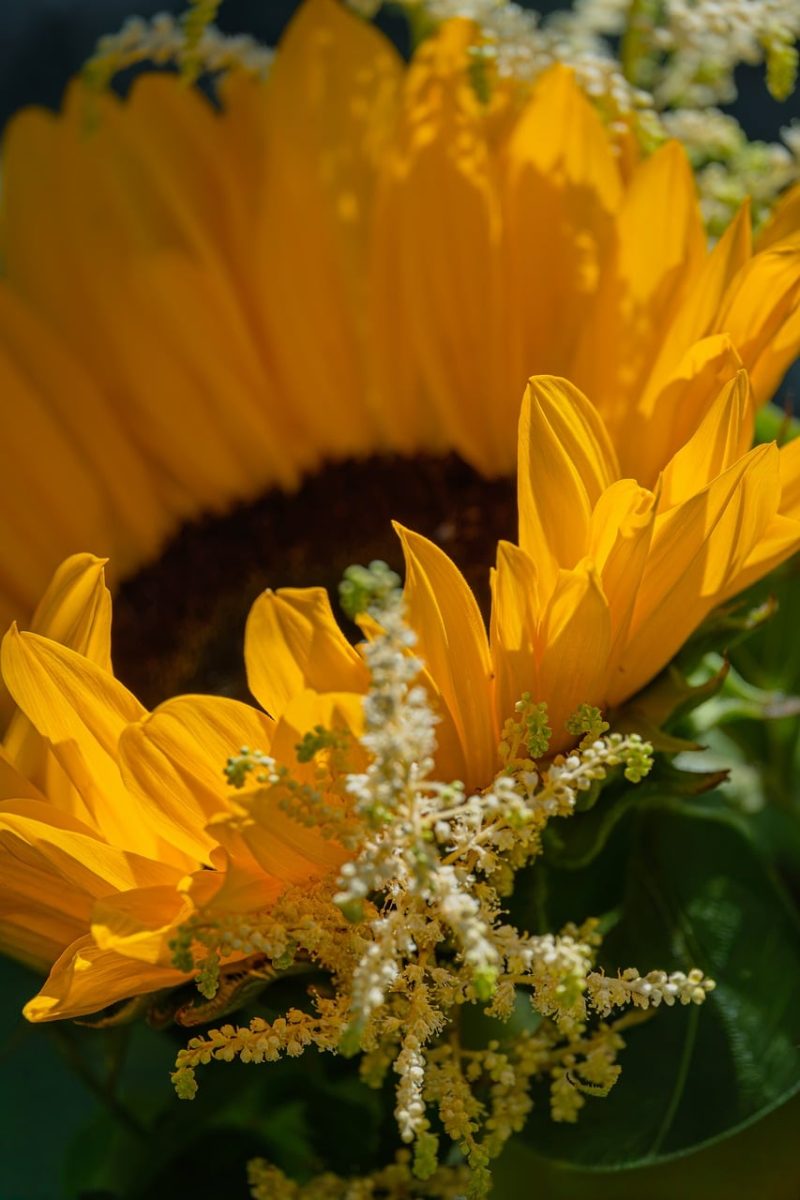 sunflower, flower, nature, garden, summery, sunny, yellow, decoration, blooming, color, botany, flowering plant, beautiful flowers, agriculture, countryside, flower background, stems, natural beauty, iris, details, flower wallpaper, close-up