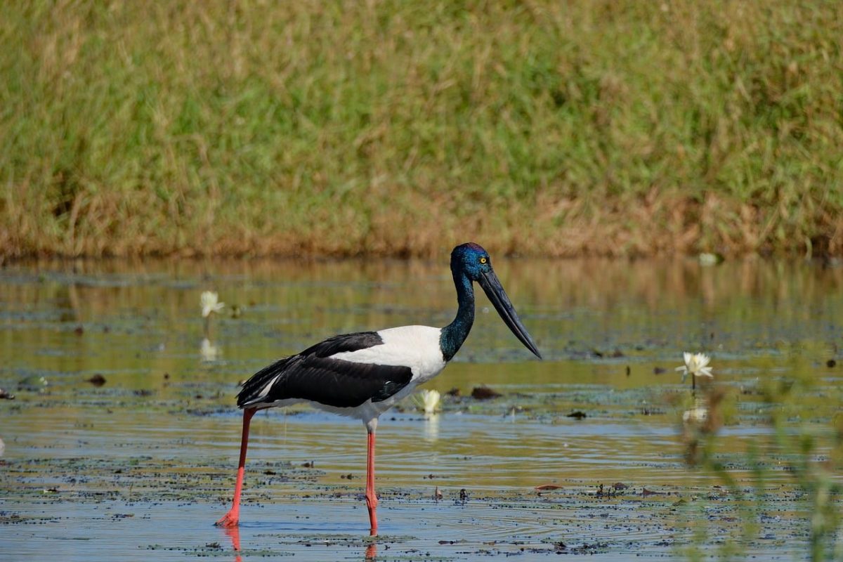 stork, nature, bird, wildlife, jabiru, lake, birdwatching, black-necked, water ecosystem, red legs, walking, feathers, beak, fauna, mud, wetland, tropical, behavior, tundra, freshwater