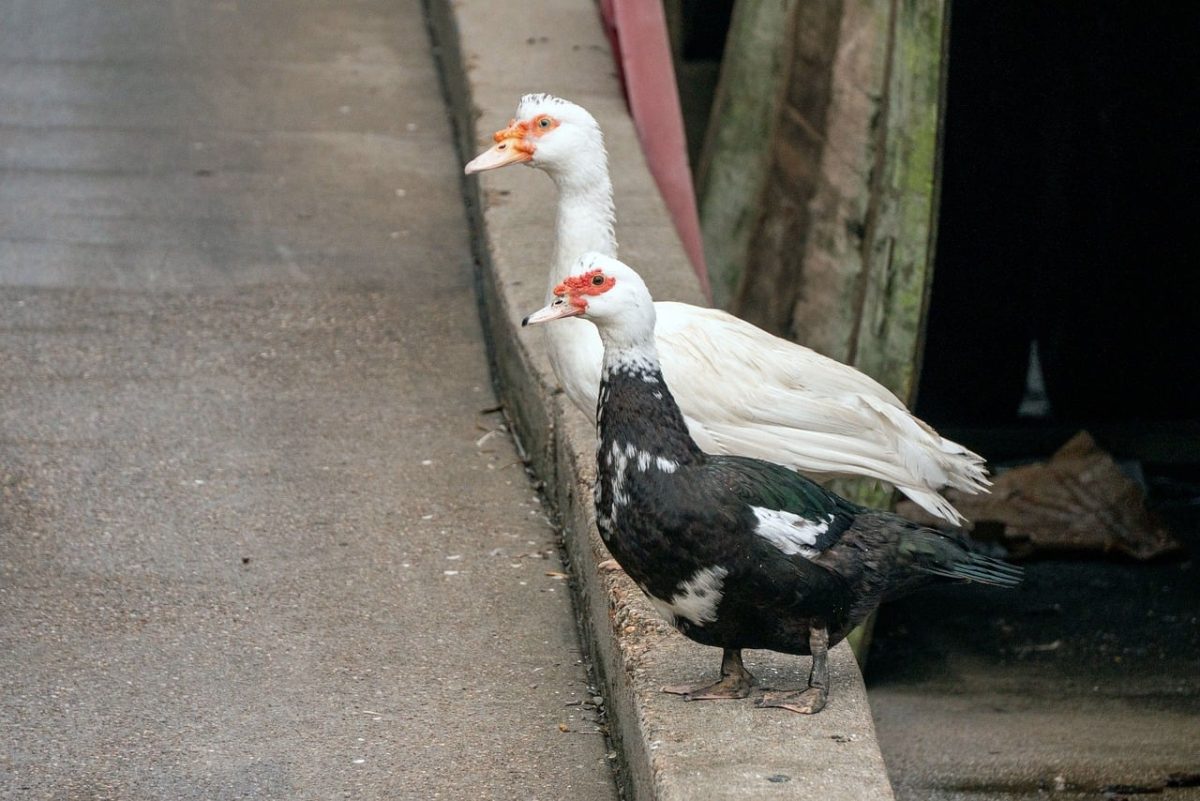 muscovy ducks, nature, wildlife, animal, avian, ornithology, waterfowl, landscape, winter atmosphere, wild birds, urban environment, sidewalk, walking, calmness, various colors, mystery, contemplation, puddle, outdoor