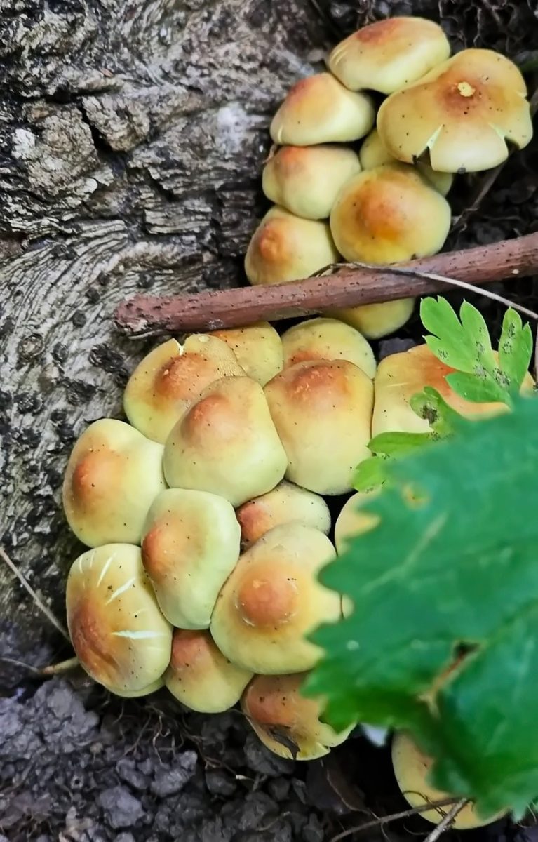 mushrooms, honey mushroom, nature, autumn, trees, pine needles, toadstools, forest, plants, mycology, mushroom foraging, ecosystem, bolete, natural beauty, ecology, peaceful, nature details, mushroom cluster, green