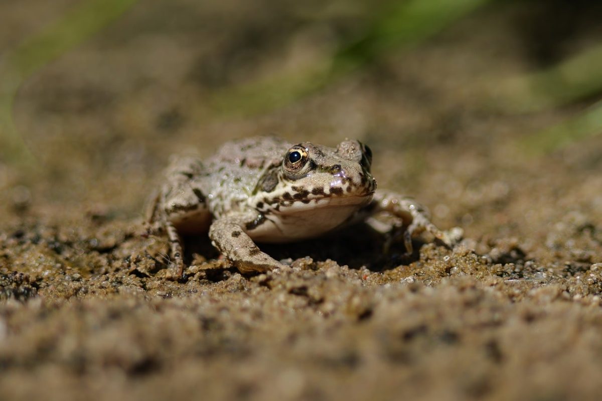 frog, eye, macro, wildlife, nature, reptile, sand, close-up, outdoor, living creature, animal life, insect, face, up-close, jumping frog, animal, natural, soil, color combination