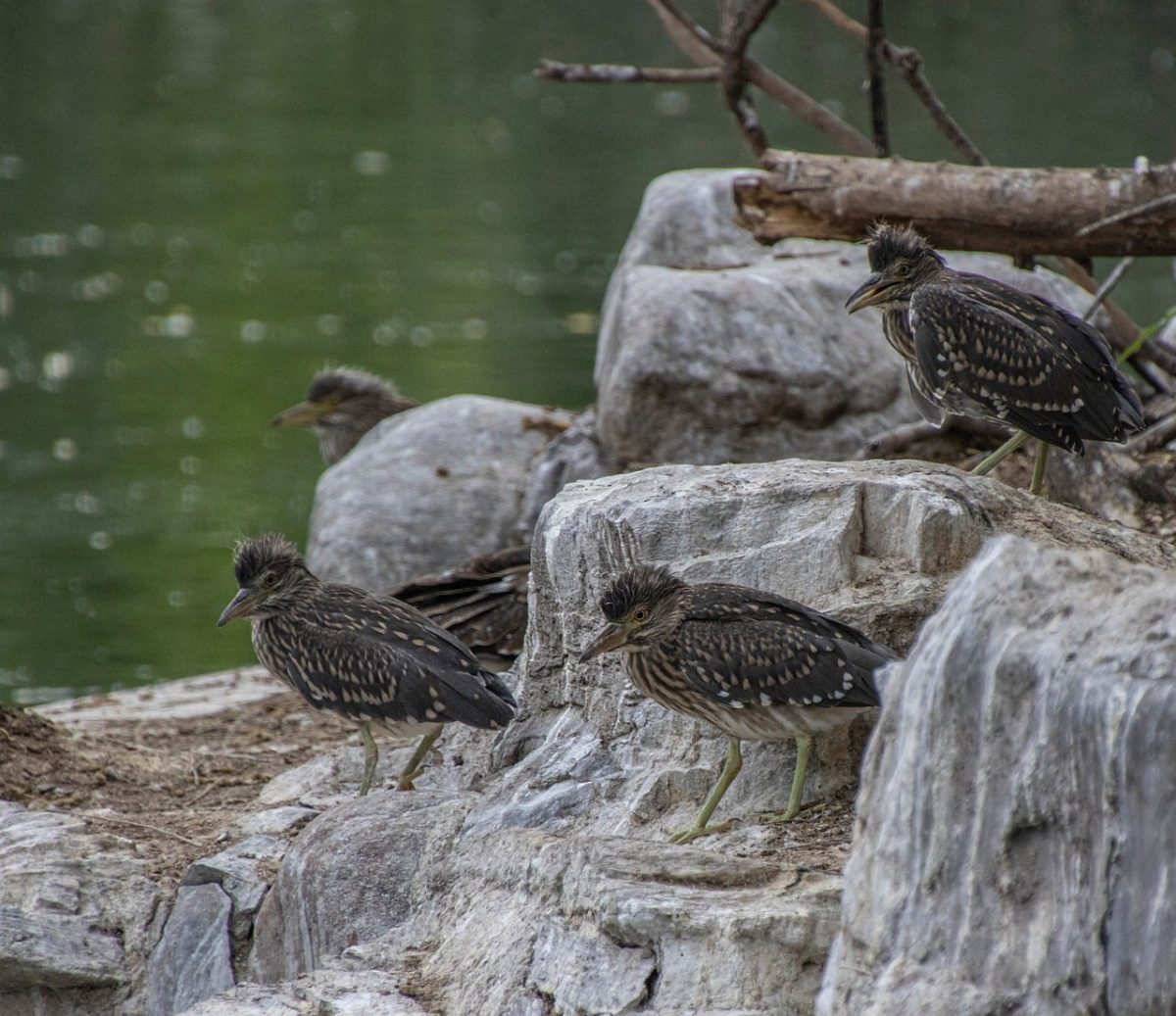 night heron, bird, juvenile, ornithology, feathers, birdwatching, perched, animals, waterbirds, gray, group, rocks, nature, biology, ecosystem, growing, camouflage, terrestrial, branch, flora and fauna